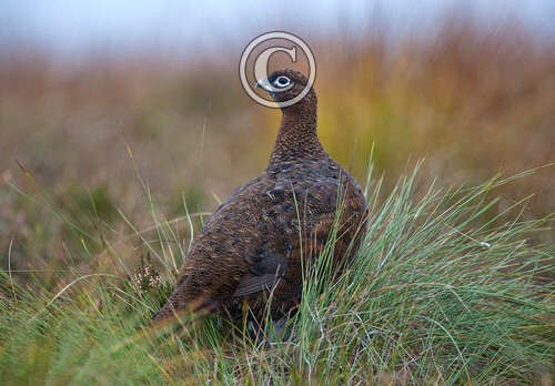 Red Grouse DM1614